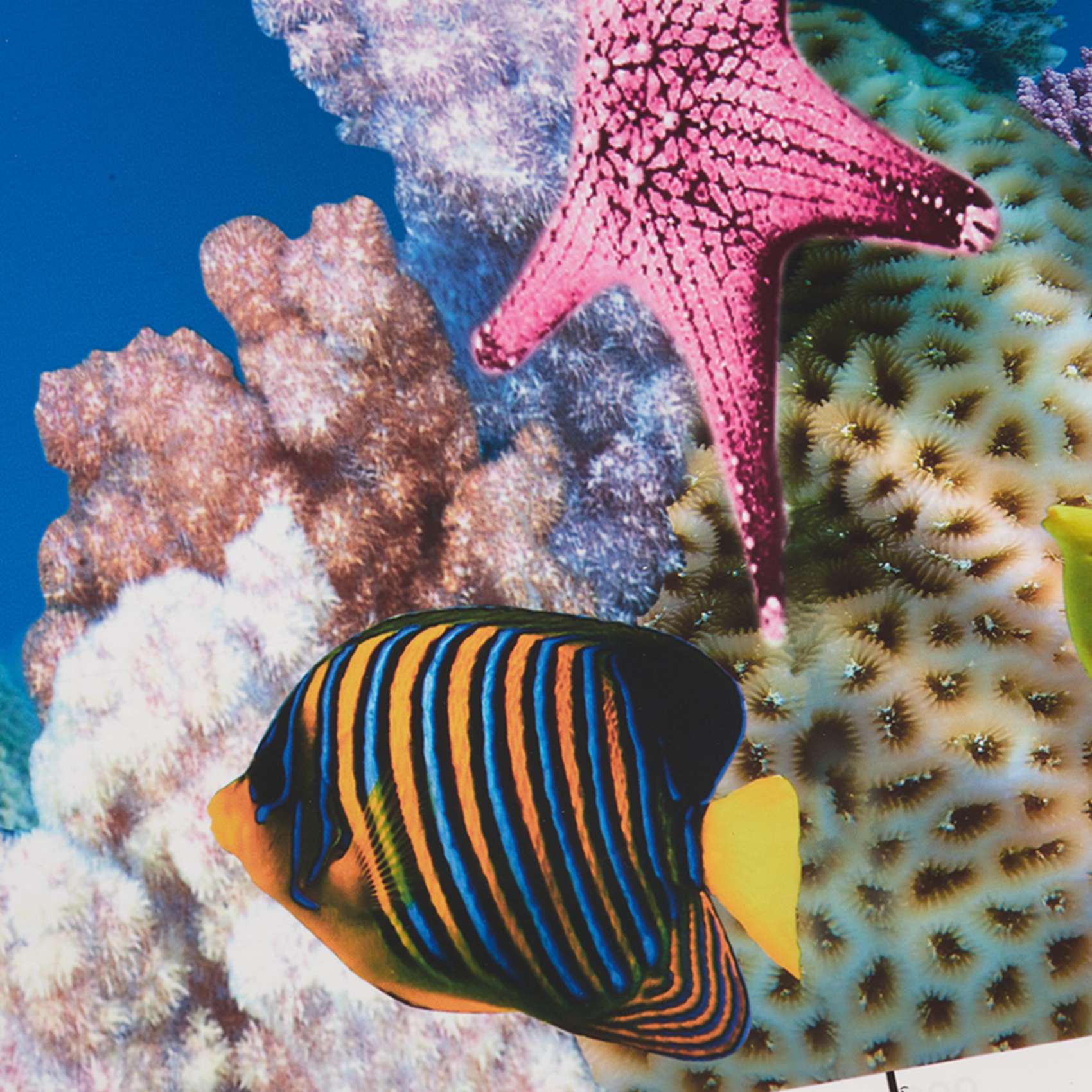 Aquarium Fish Wallpaper Hd - Бумага для аквариумного фона ABWR: HD-изображение,